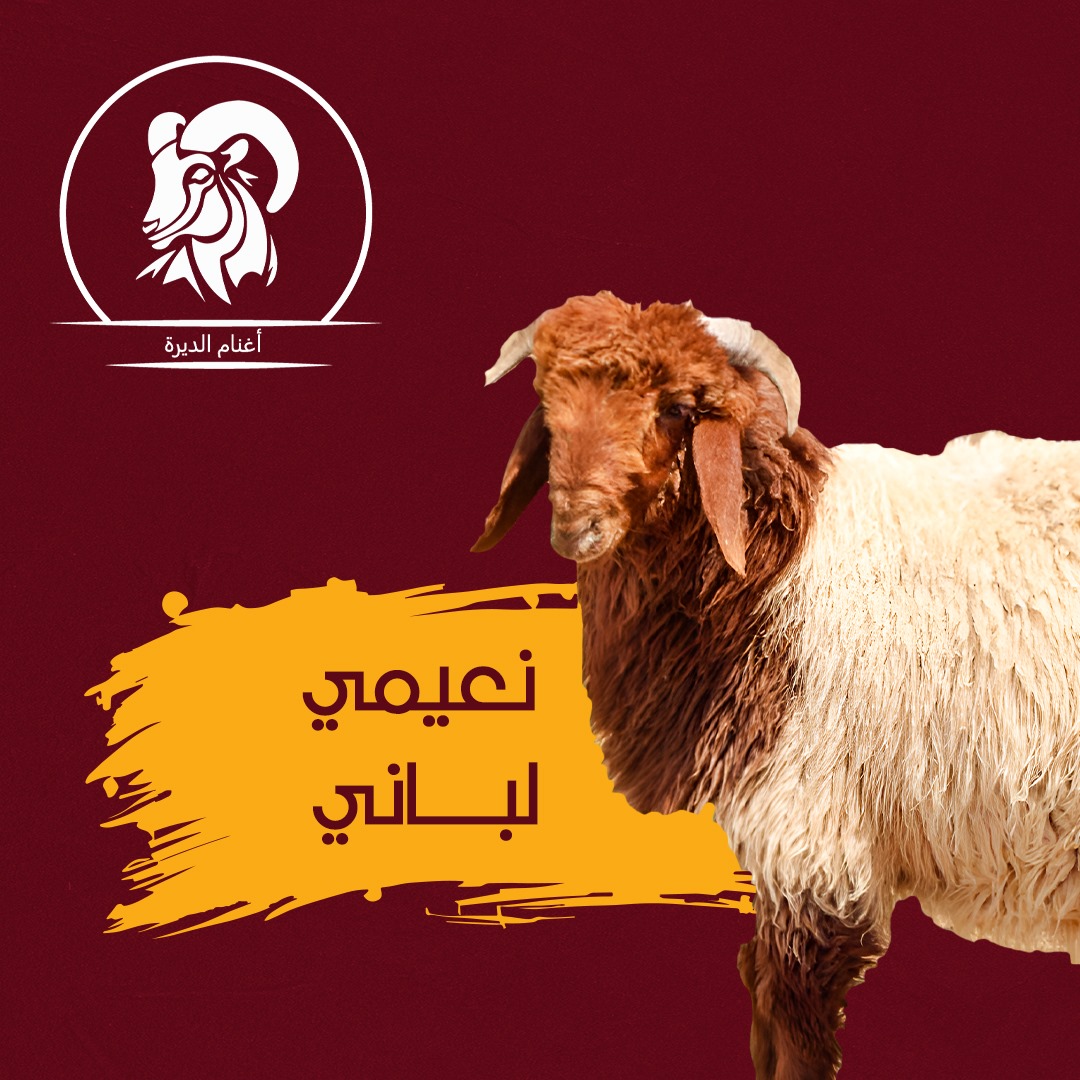 نعيمي هرفي  لباني 12 كيلو