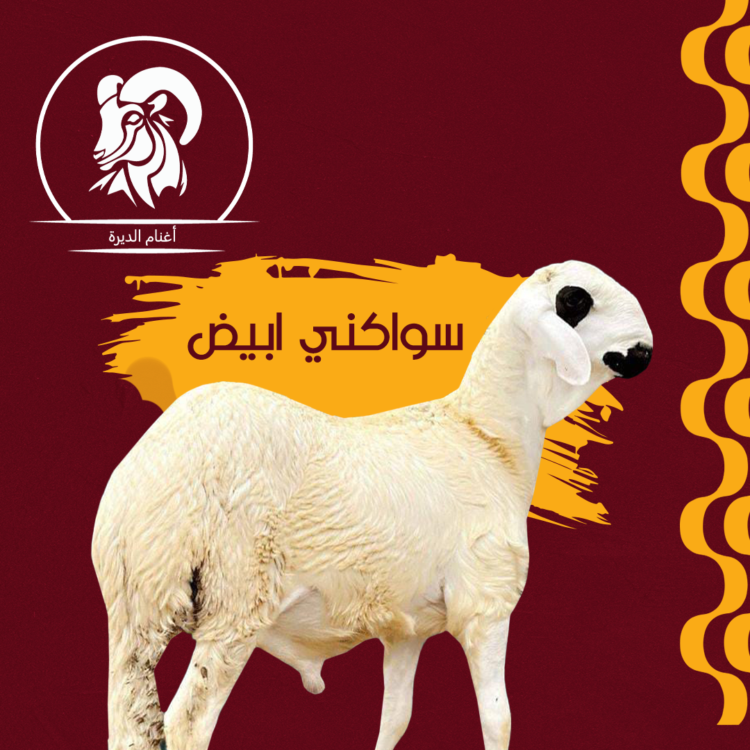 خروف سواكني مرابي وزن بعد اذبح 20 كيلو
