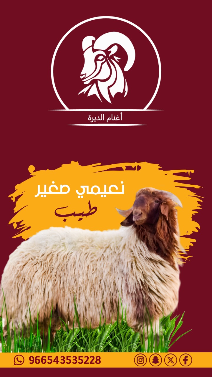 نعيمي صغير طيب 17 كيلو